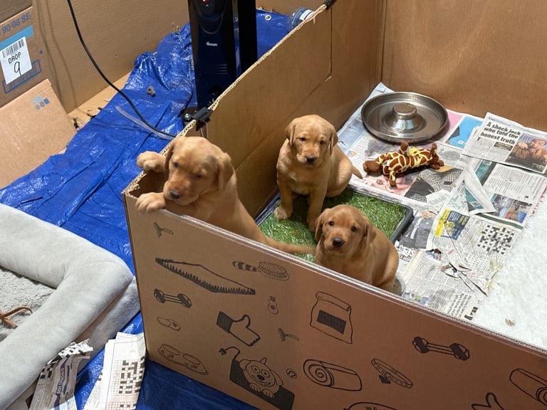 1 KC reg Dark Fox Red Labrador puppy remaining 