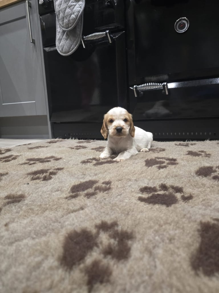 Show Cocker Spaniel Puppies 