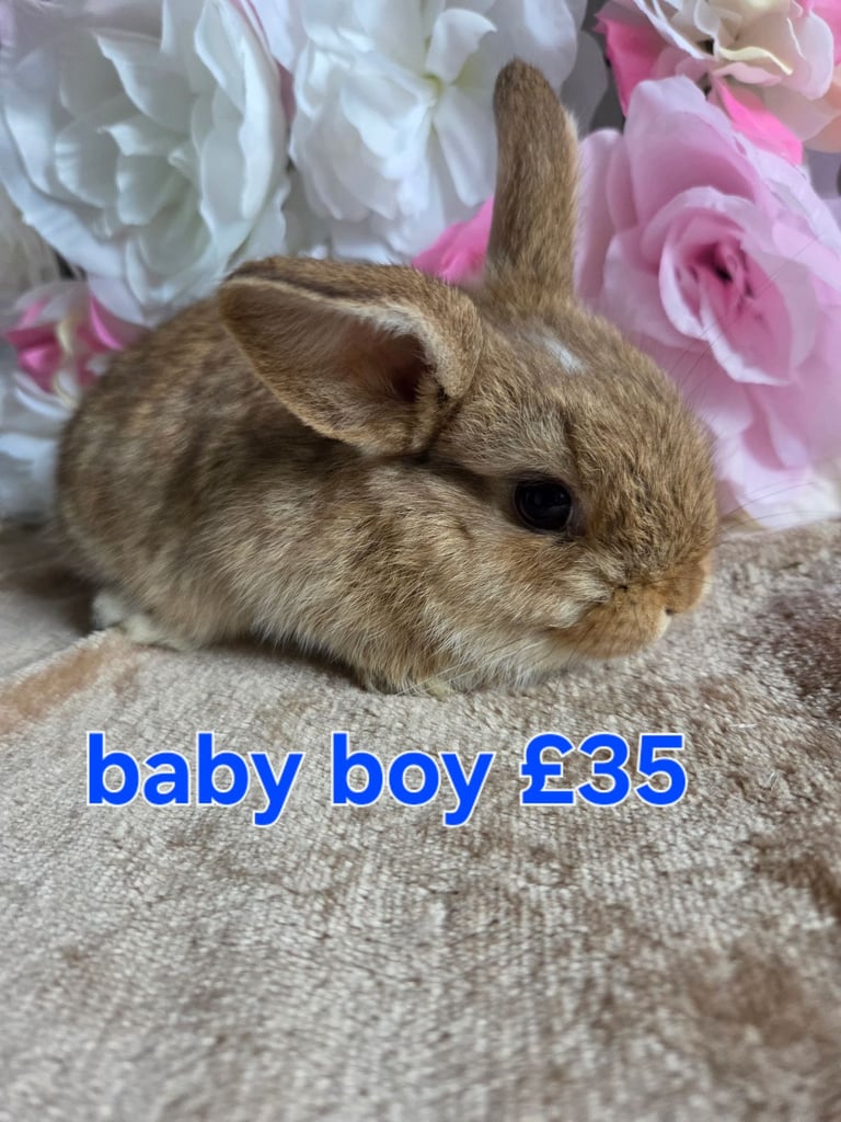 Mini lop boys available 