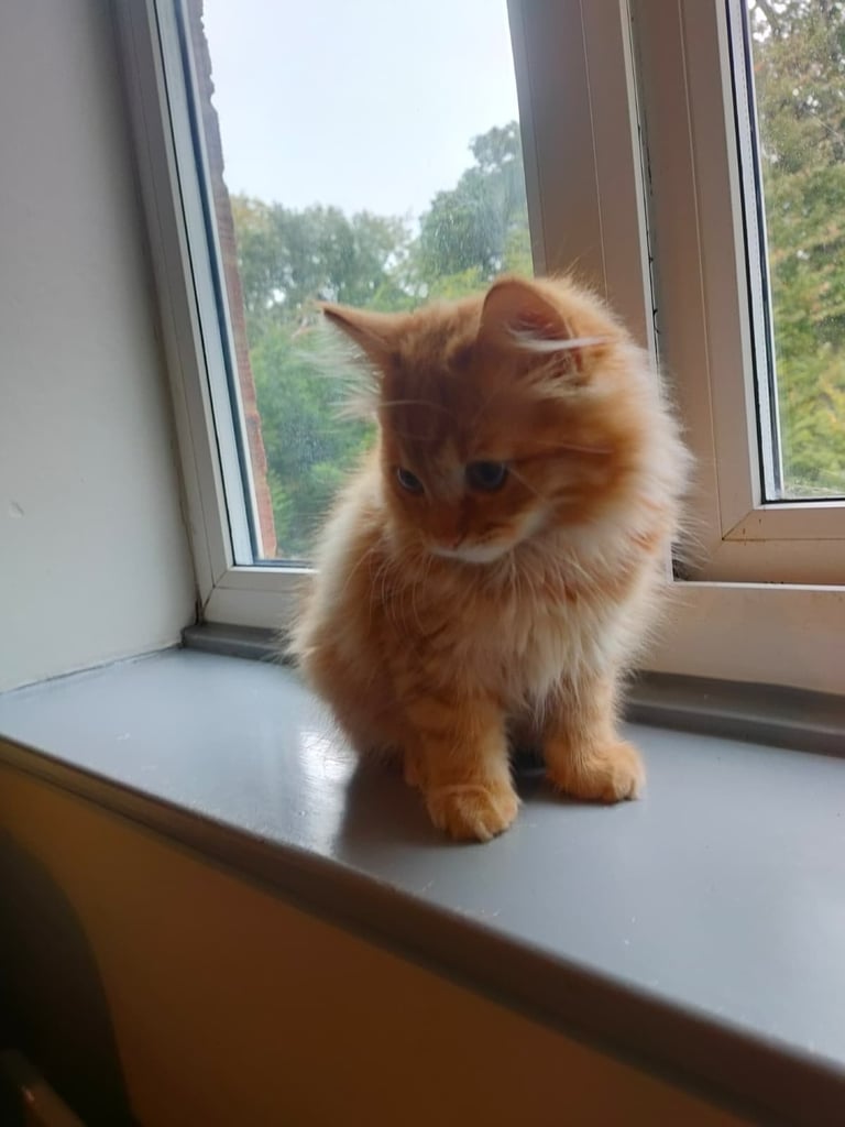 image for Kitten