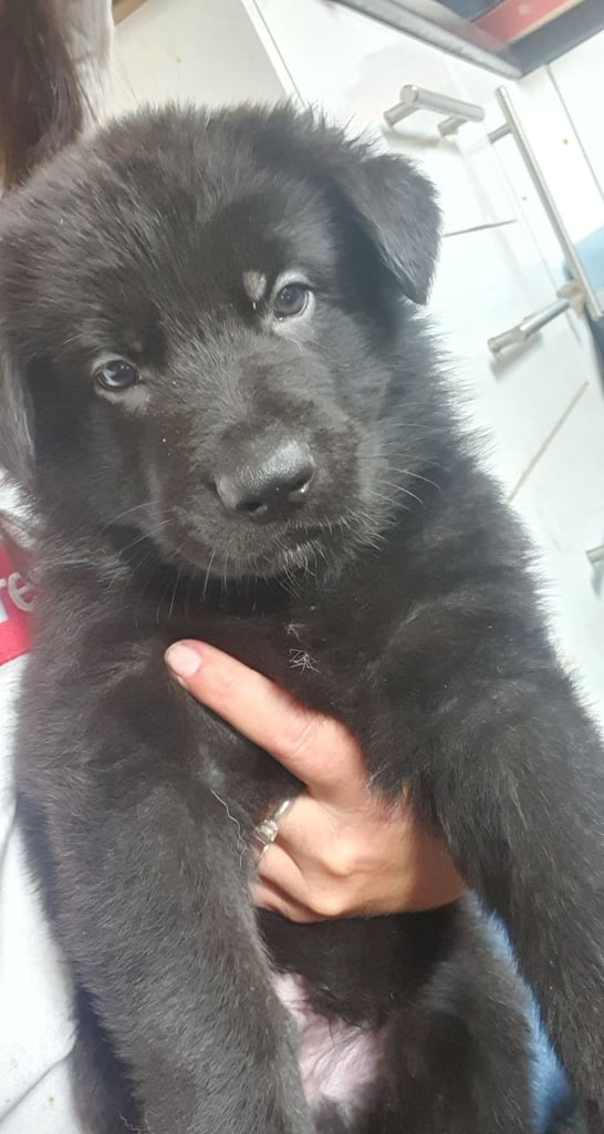image for German Shepherd puppy 🐶 