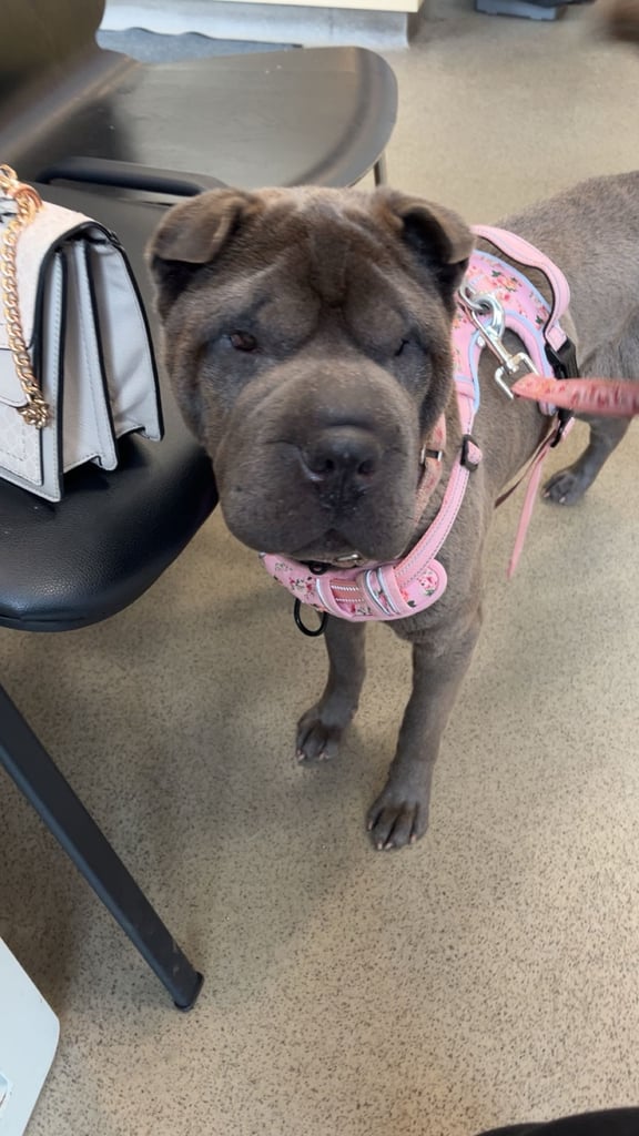 image for Female Shar pei Age 4