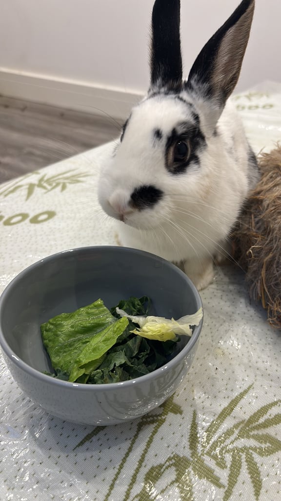 🐰Bunnies looking for new home🏡❤️❤️