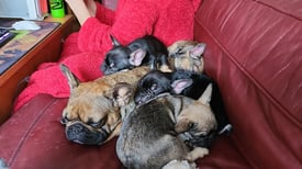 French Bulldog puppies ready now for their new home