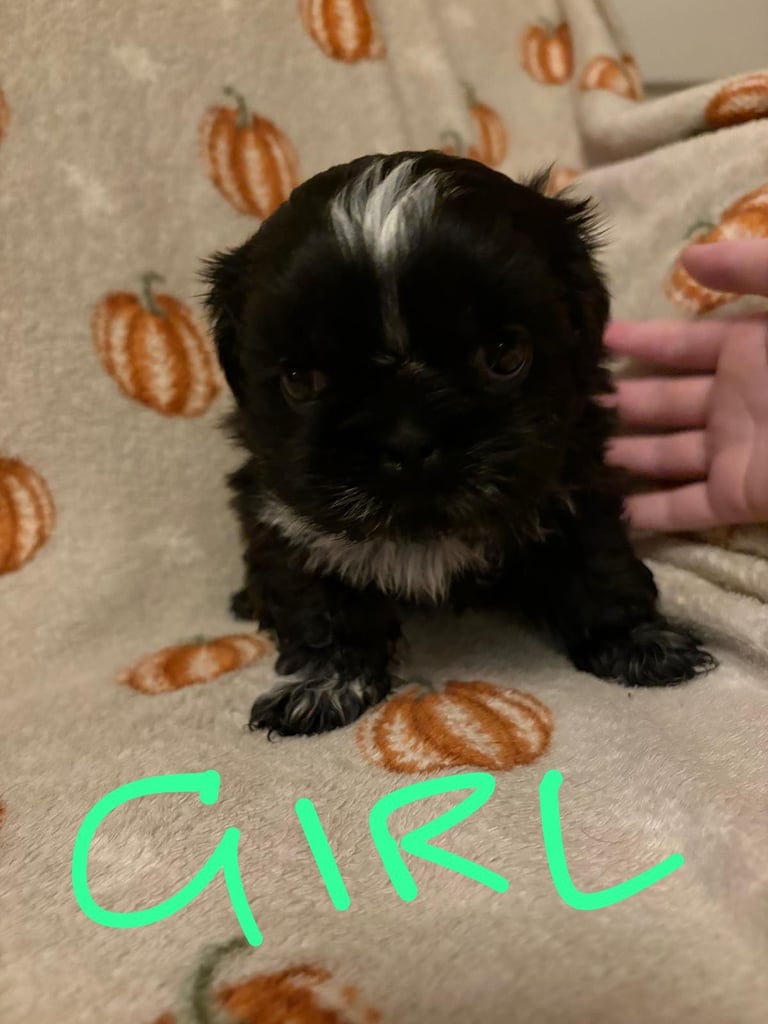 Shih Tzu Pups 