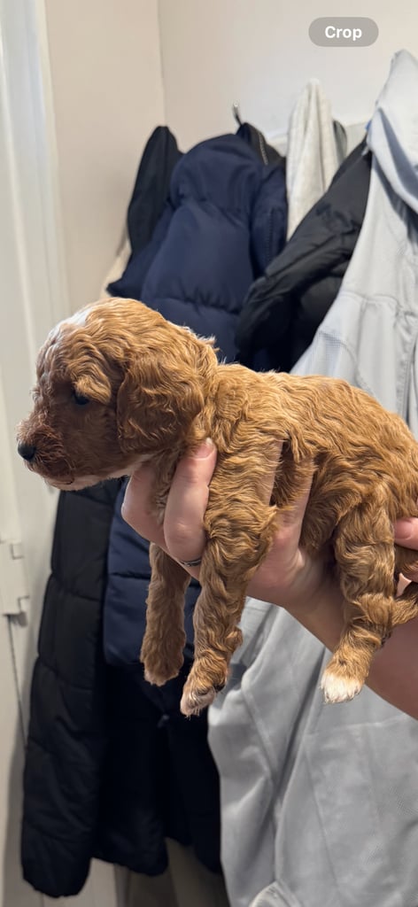 Stunning f1b cockapoo pup