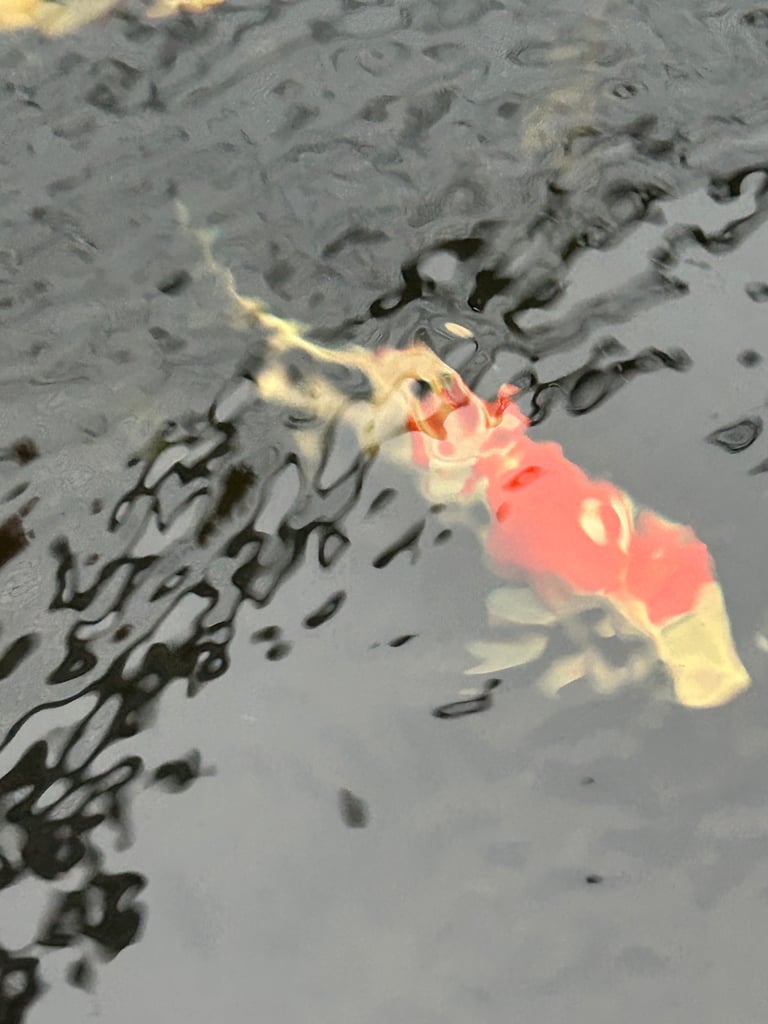 Koi fish and others 