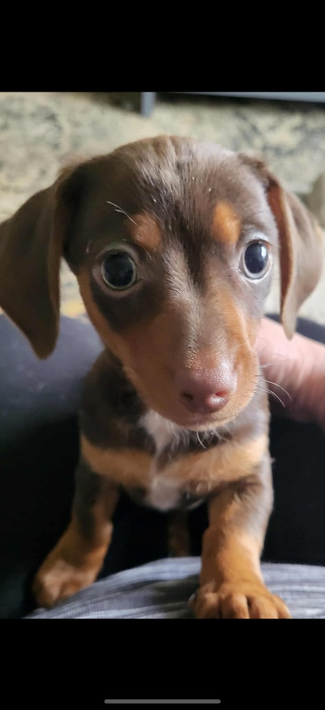 Miniature dachshund puppy 