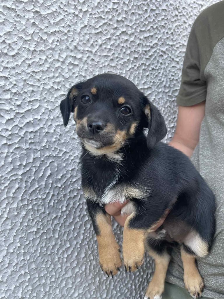 jackhuahua