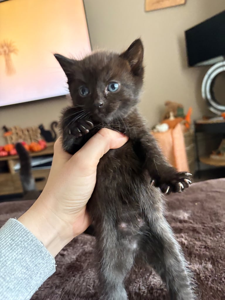Beautiful Russian blue x British shorthair kittens 