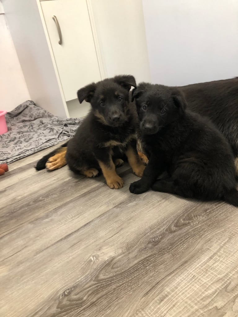 German shepherd puppies