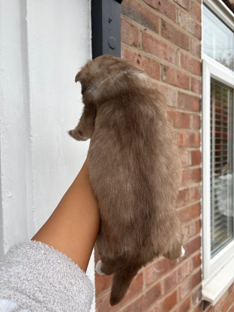 Pedigree Siberian Husky Puppies 3 GIRLS LEFT!!