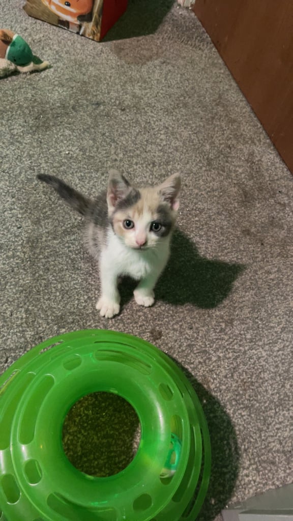 White, dilute calico kittens ready to go