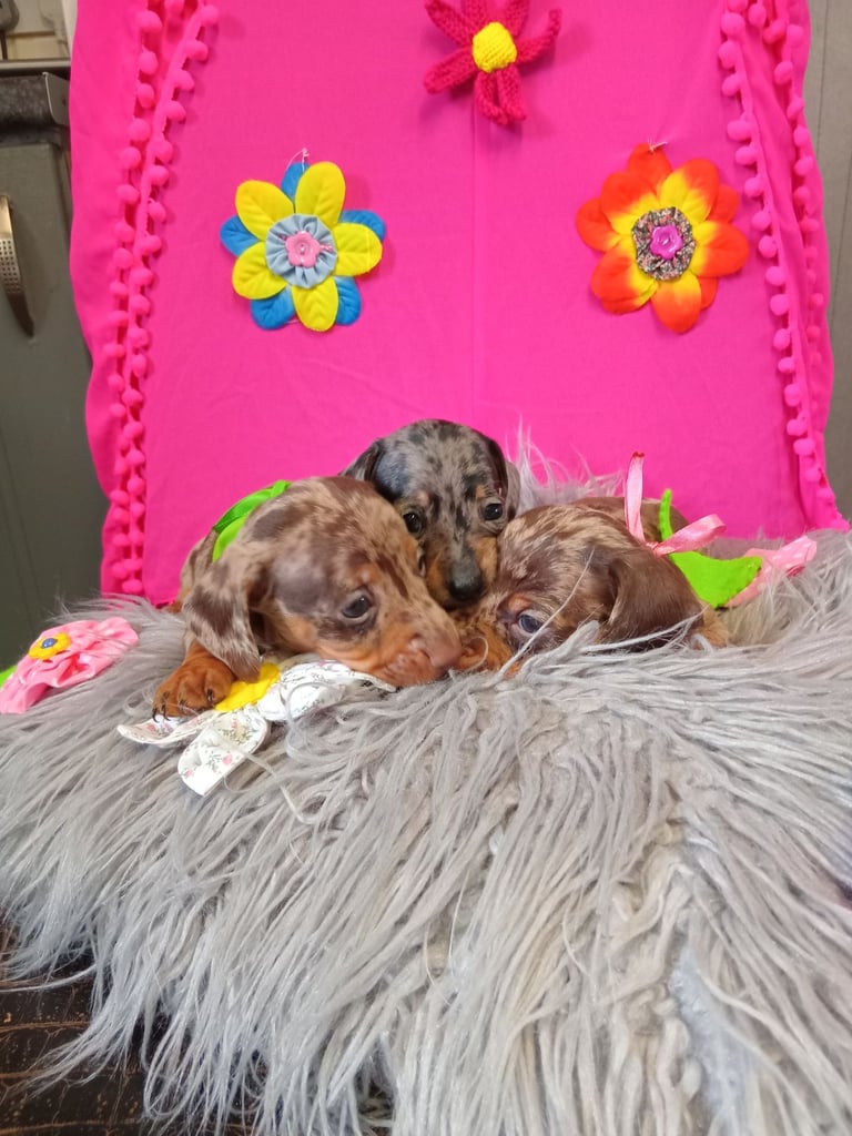 3 miniature duschund 🐶 puppies 
