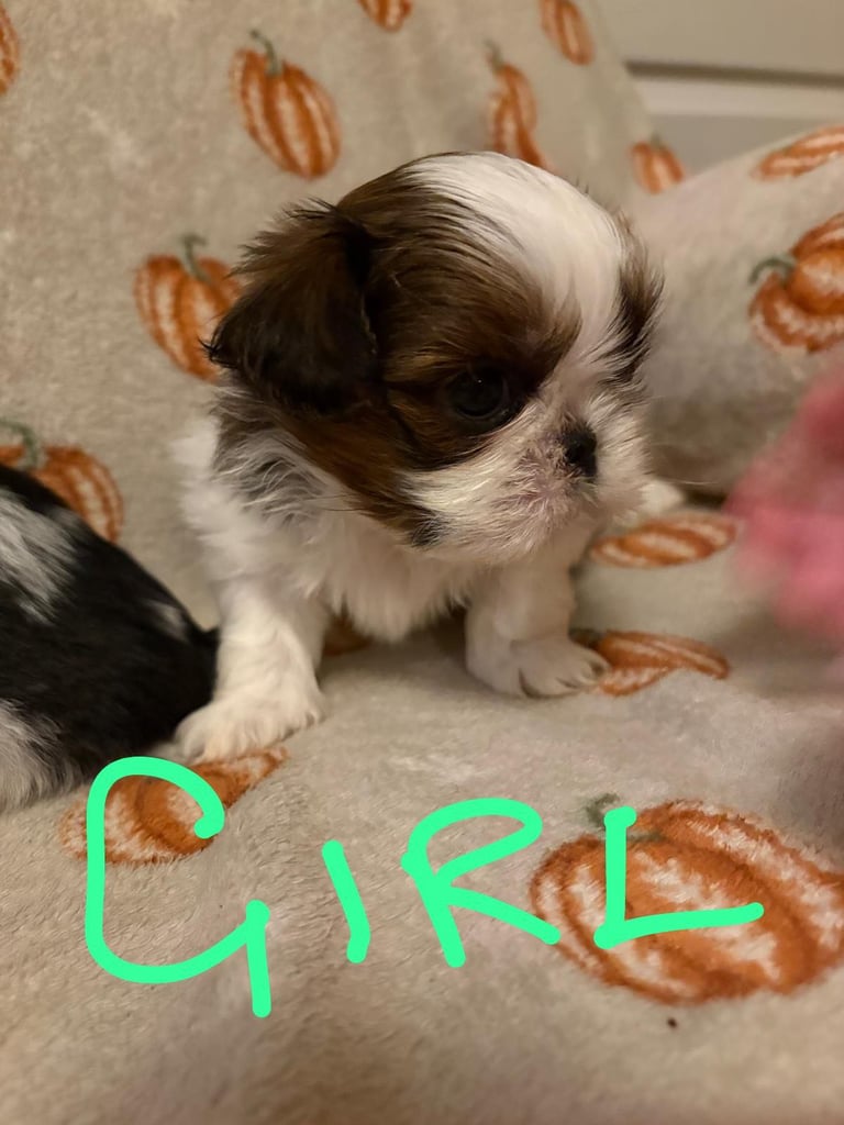 Shih Tzu Pups 