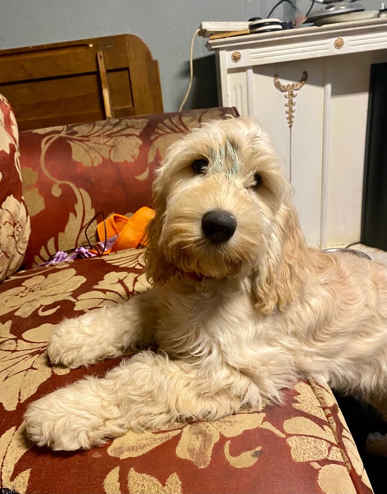  Beautiful Cocker doodle female puppy