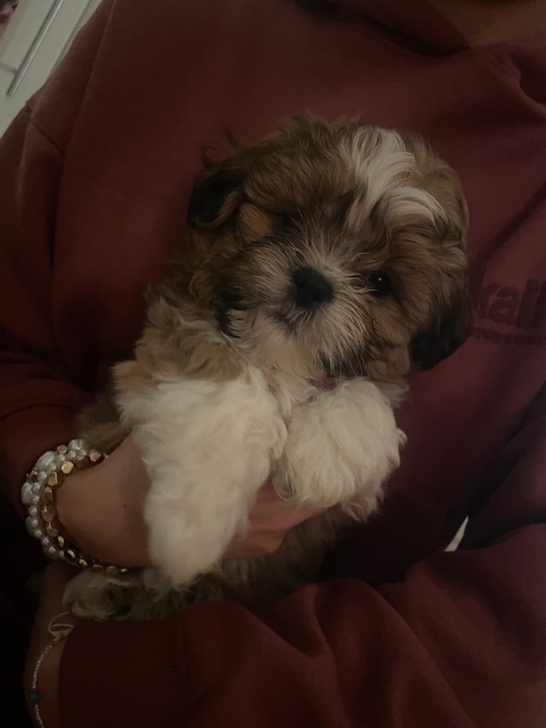 3 pups shih tzu cross Lhasa apso