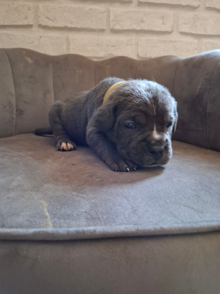 **REDUCED** 2 left Pure Cane Corso puppies (Blue) 2 females left 