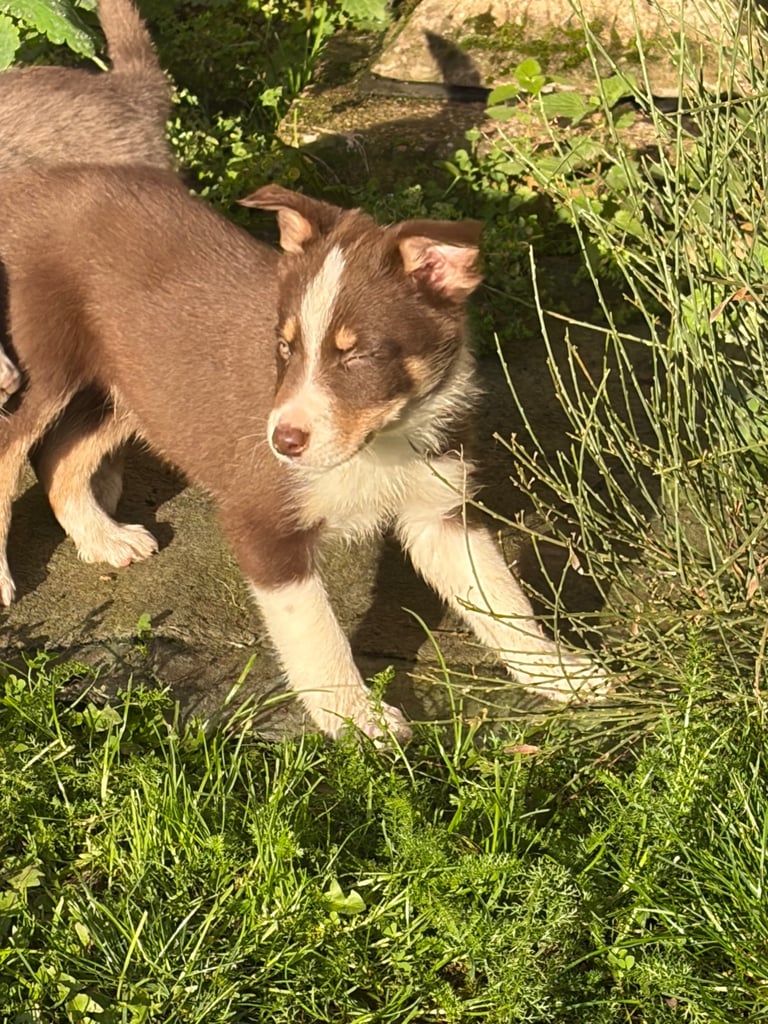 Border collie puppies 
