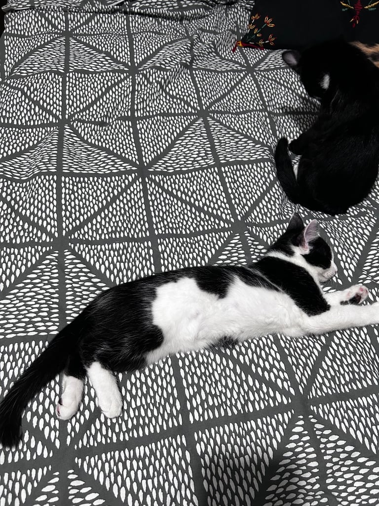 Last 2 beautiful kittens looking for new home urgently 