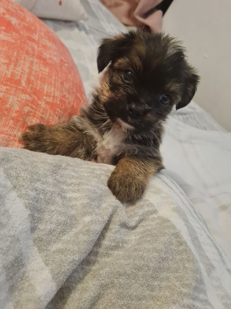 image for Yorkie puppies