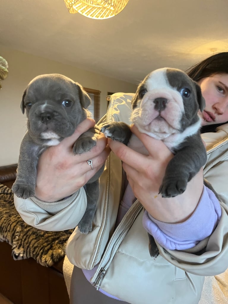 Gorgeous English bulldogs 