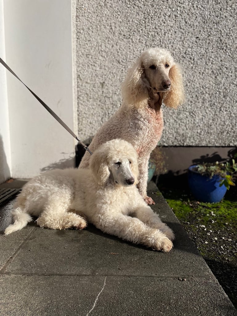 Standard poodle pup - one left