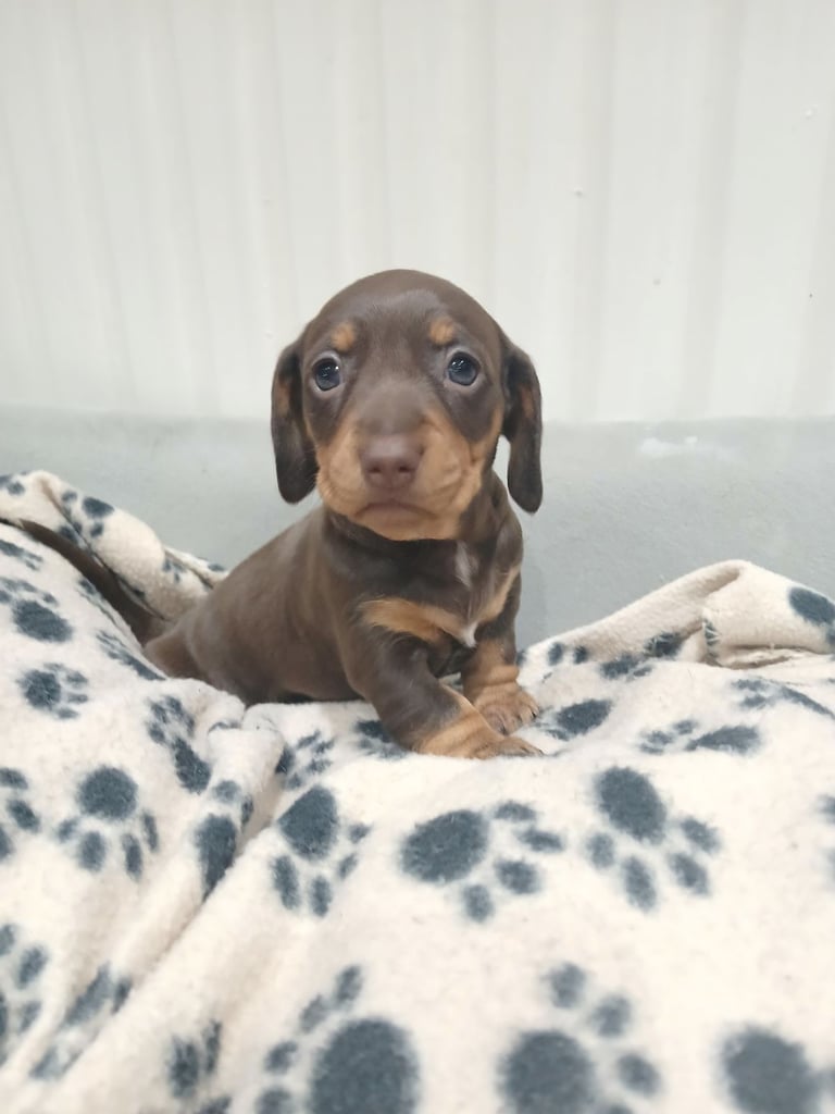  Miniature dachshunds all female