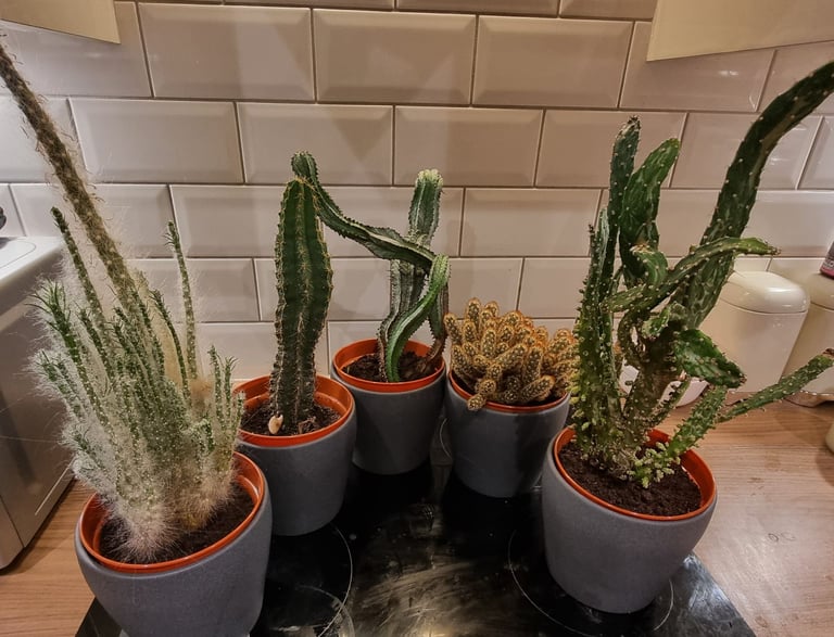 image for 6 Plants
