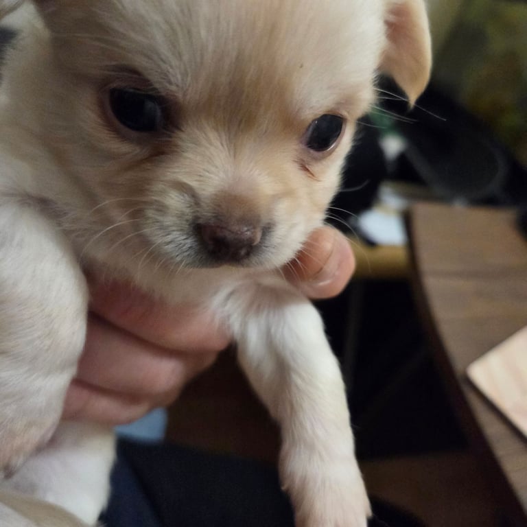 Chihuahua Puppies for sale