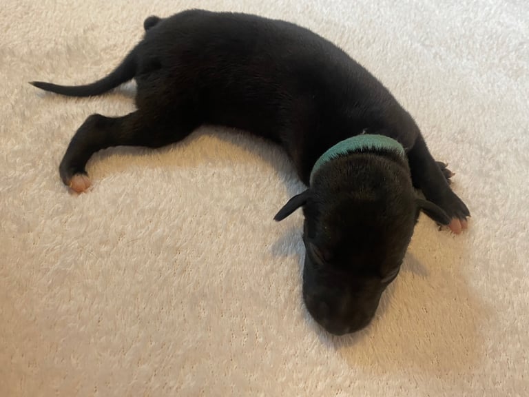 6 Stunning KC Pedigree Whippet Puppies  