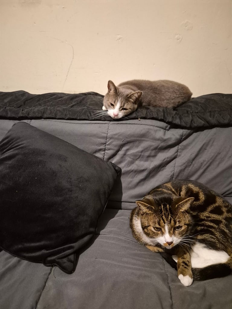 Male and Female Tabby Cats