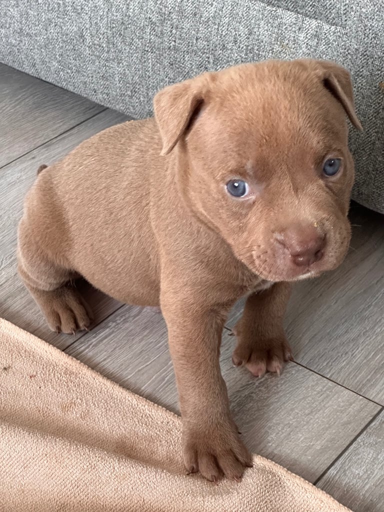 image for Ready in 3weeks!!!!! Pocket bully puppies ❤️