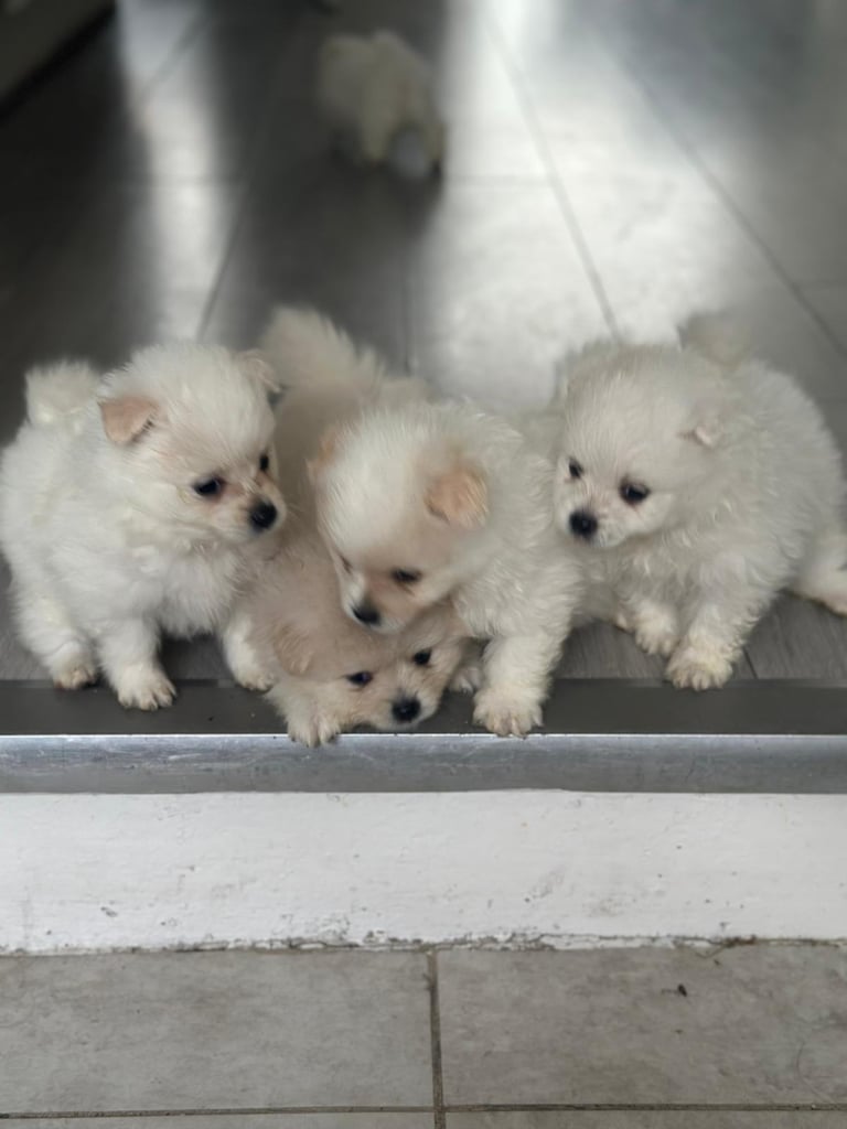 Pomeranian puppys 