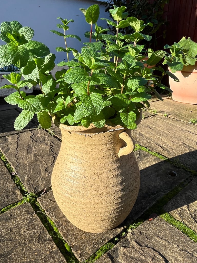 Charming Yellow Terracotta Pot with Fresh Mint Plant | 18cm Diameter, 35cm Height