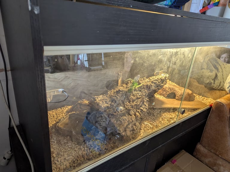 image for Pastel ball python vivarium 