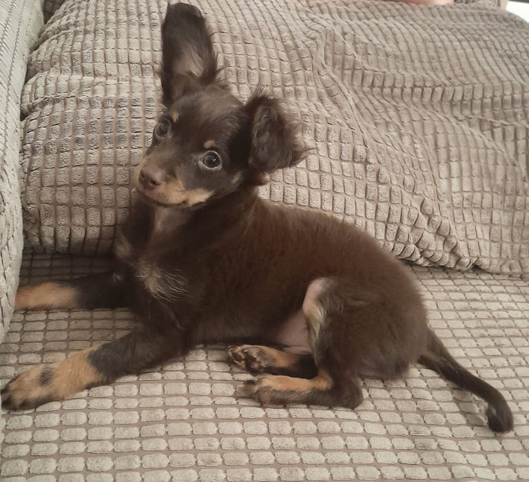 Purebred Russian Toy Terrier puppy long-haired