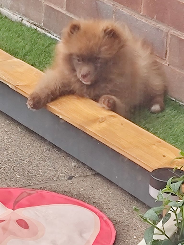 Female chocolate pom 6months mini breed carried lilac gene