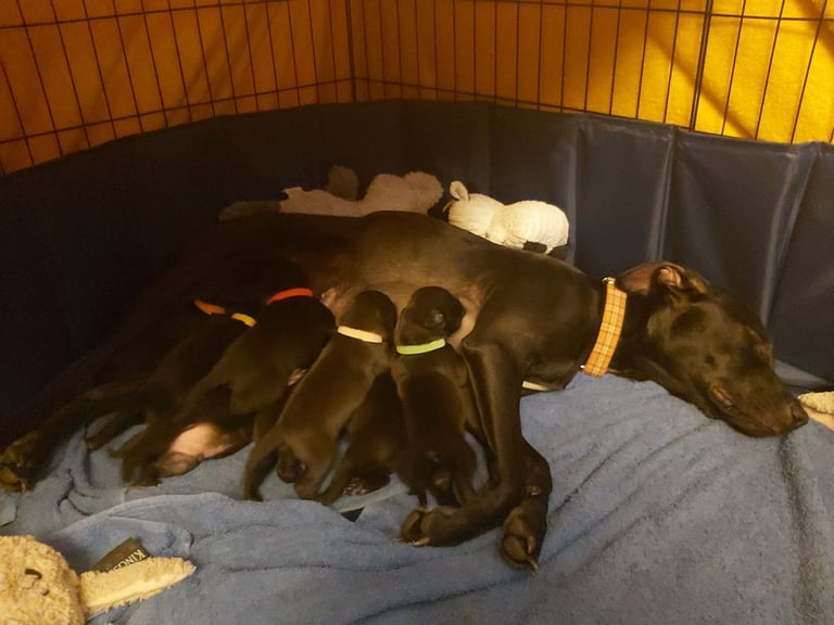 Lab Cross Puppies for Sale