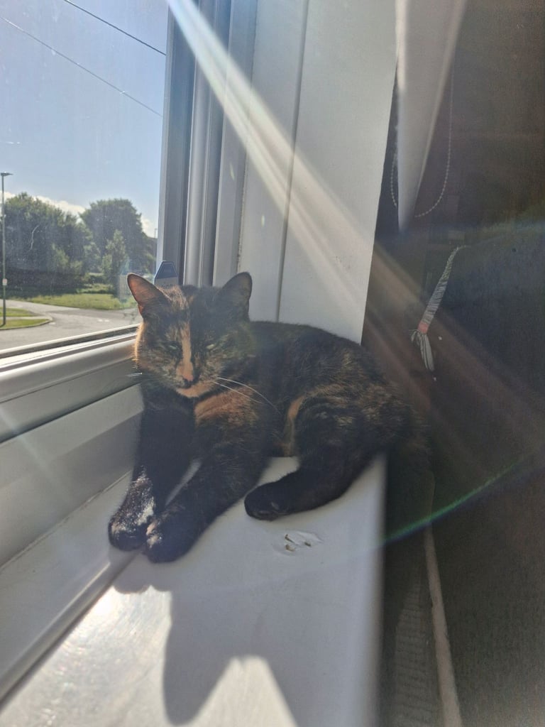 BEAUTIFUL TORTY SAGE 