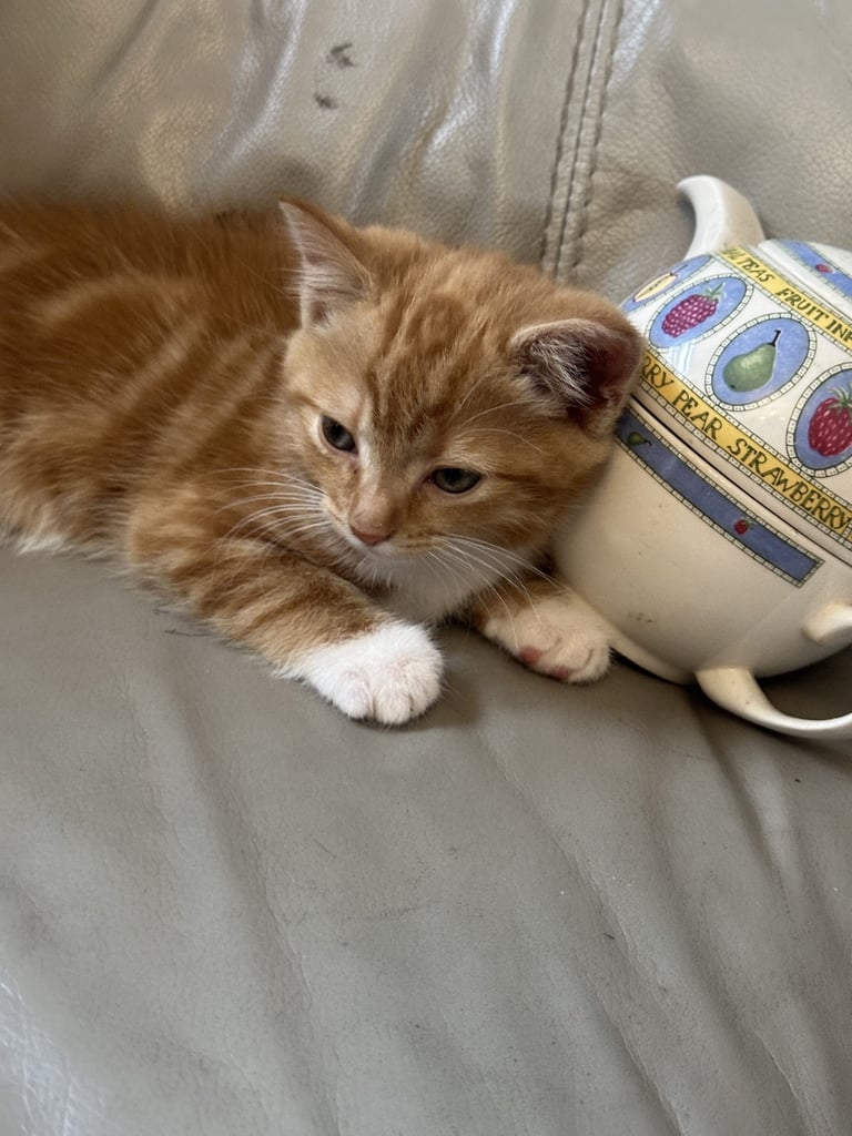 image for The most adorable fluffy ginger kittens looking for their forever home