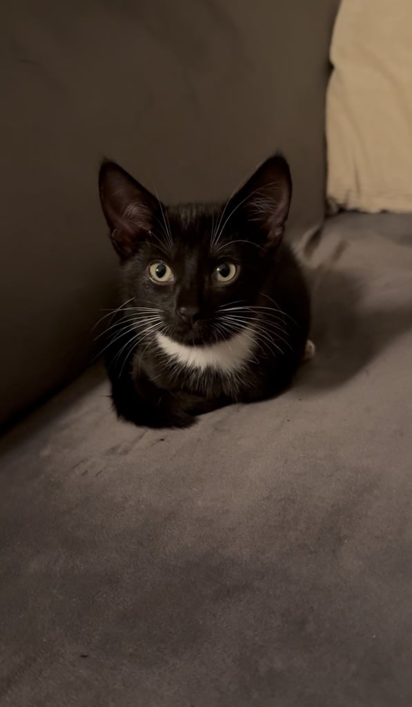 1 Cute Kitten For Sale