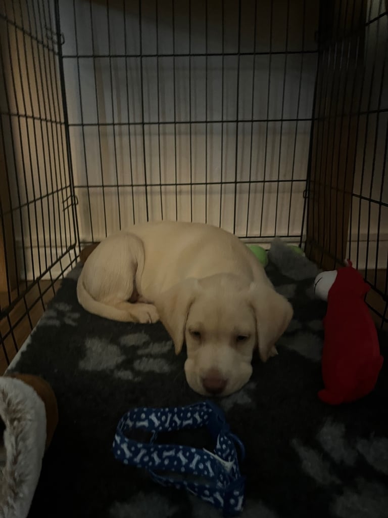 image for Male Lab pup for sale 