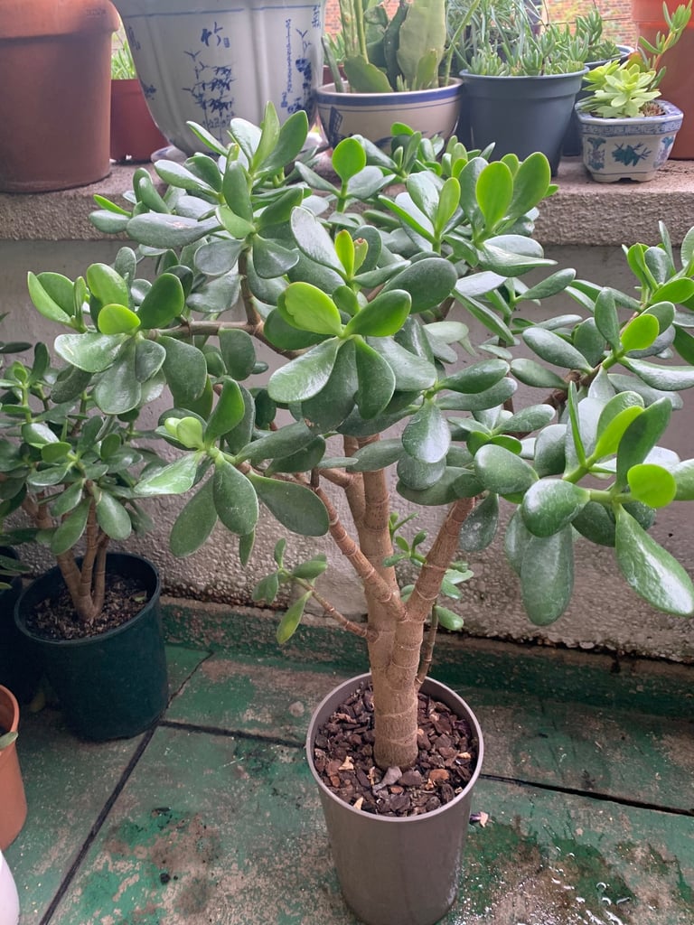 image for Large money tree 