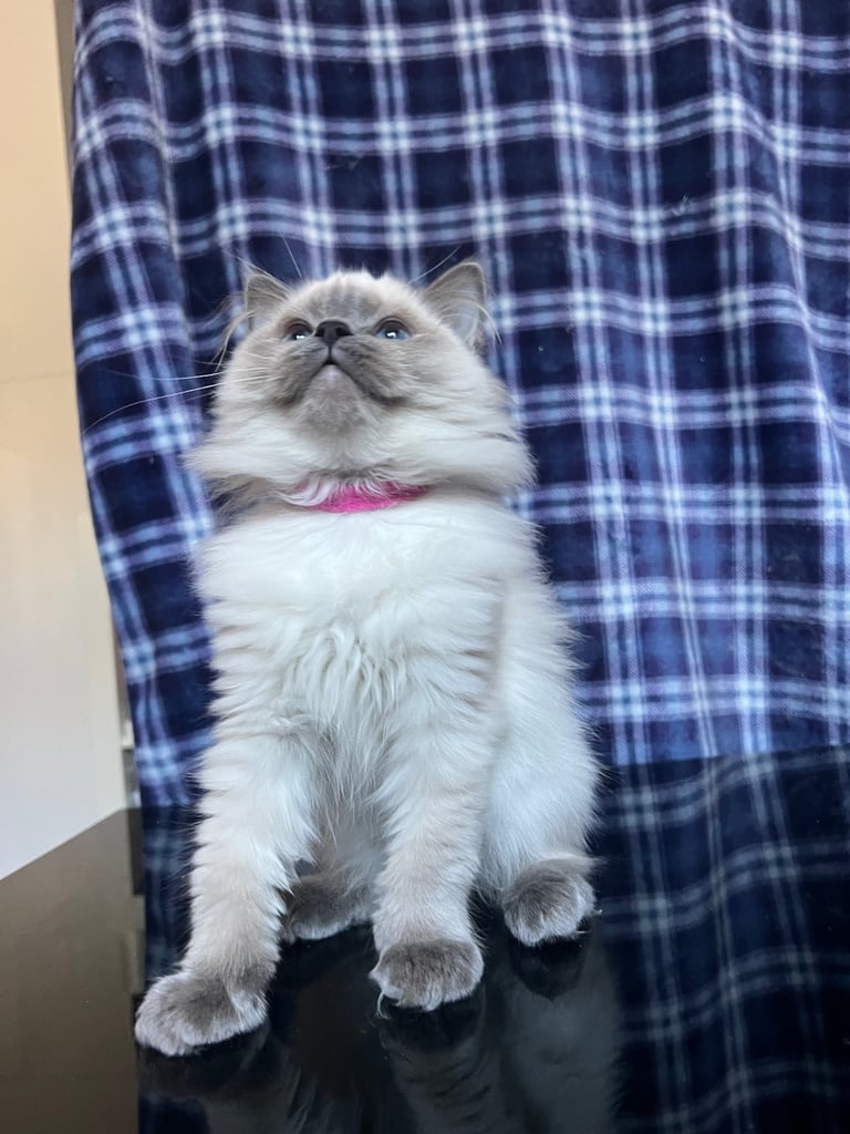 1 Adorable Ragdoll Boy left & Looking for Their Loving Home 