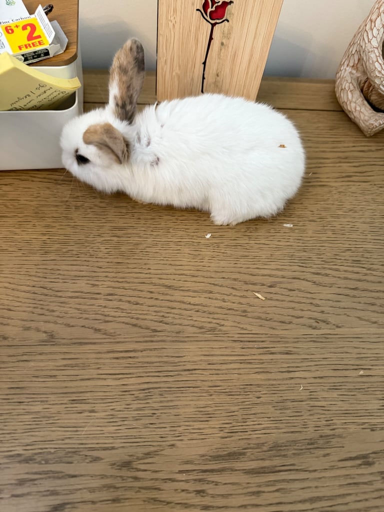 Mini lop rabbits