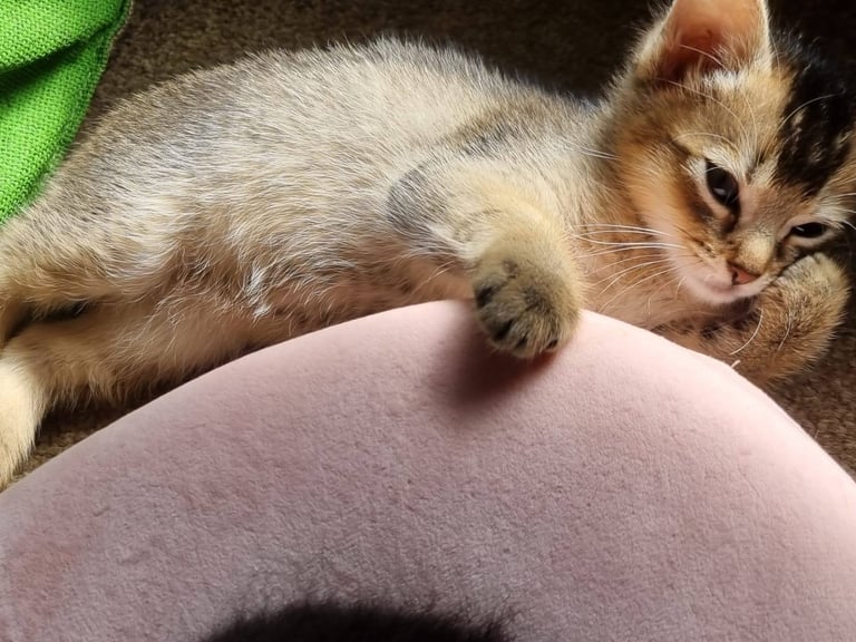 Abyssinian X Ragdoll girl