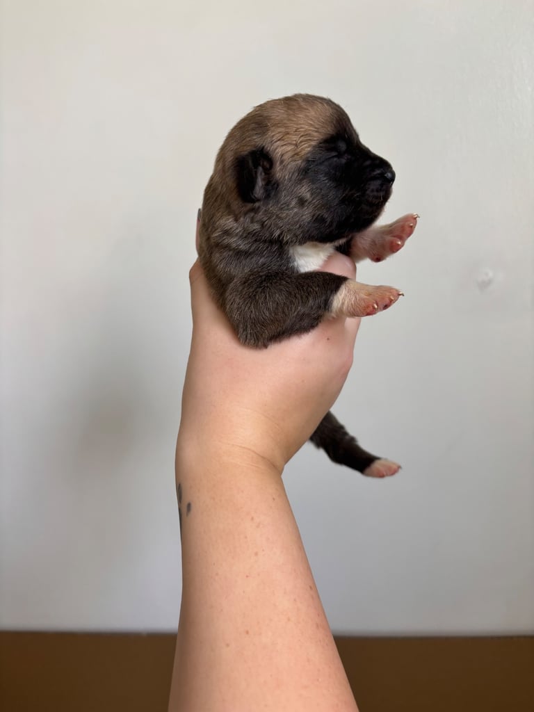 Bull-Herder for sale | 6 boys | 4 Girls