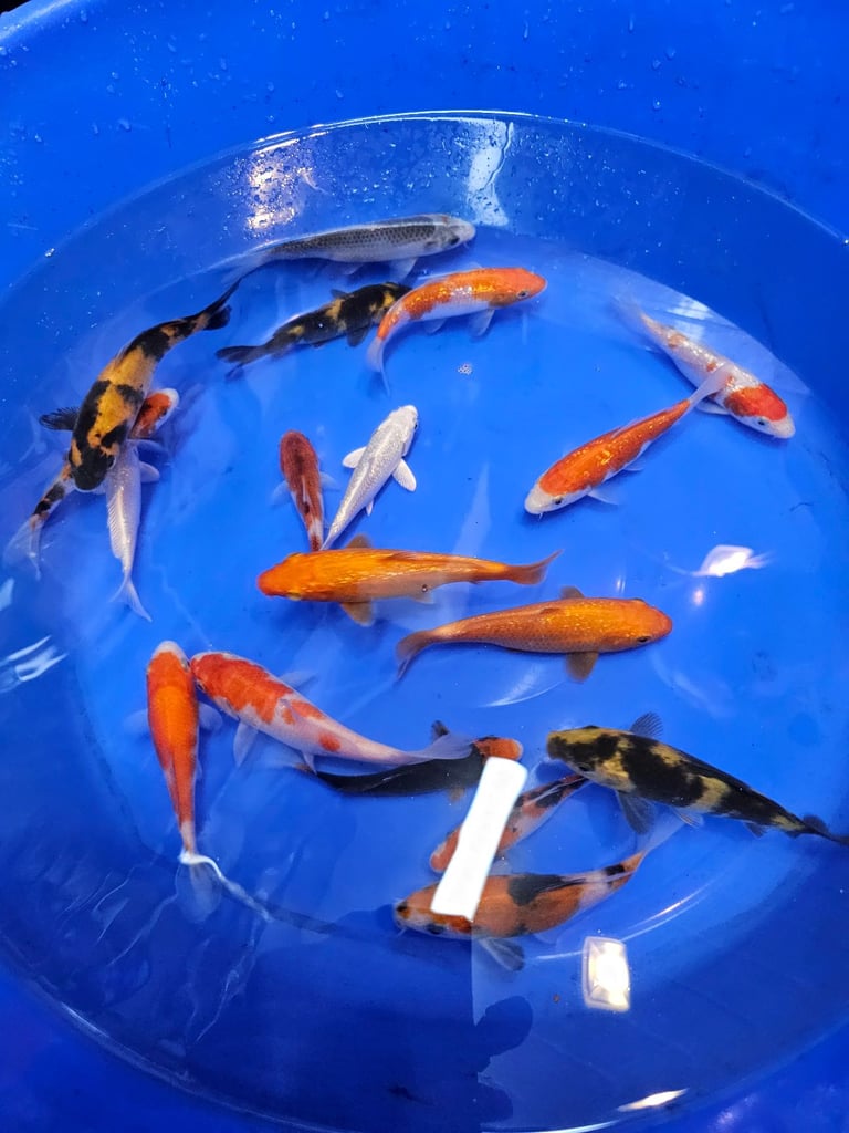 Japanese koi