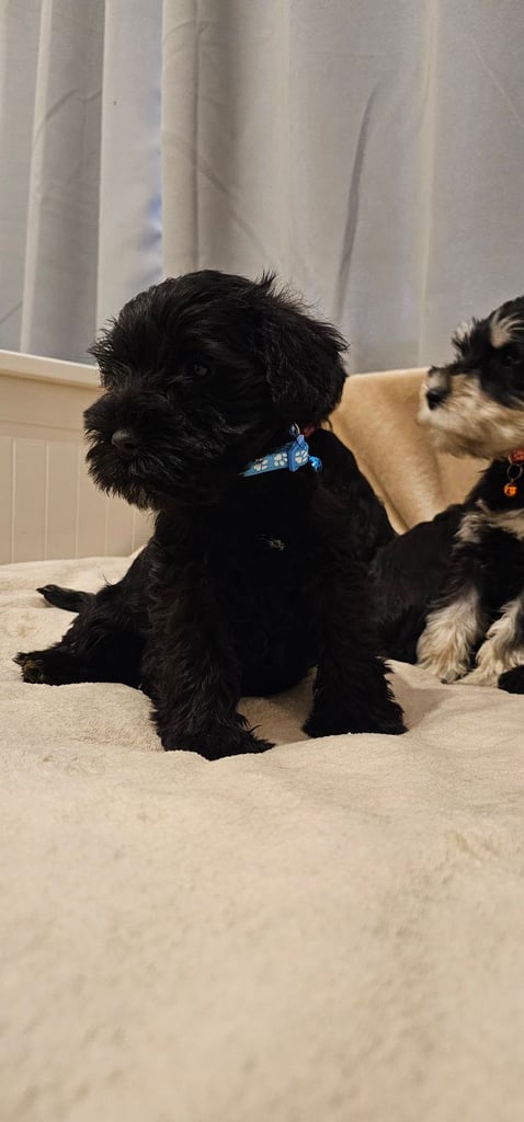 Miniature Schnauzer Puppies - 7 Adorable Girsl waiting for a loving forever homes. 